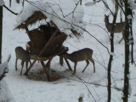 В Ляховичском районе заботятся о зимовке лесных обитателей