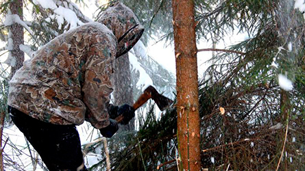 Охрана в лесах Беларуси усилена: за незаконную вырубку елей грозит штраф