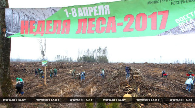 Более 20 млн деревьев посадили белорусы за время Недели леса-2017