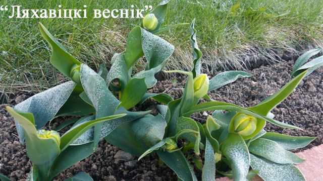 Теплая погода придёт в Беларусь в конце апреля