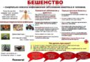 Памятка населению по профилактике БЕШЕНСТВА