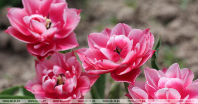 Что посадить на кладбище? Пять альтернатив искусственным цветам назвали в Минприроды