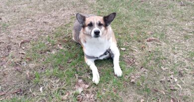 Чатыром лапам патрэбна  чалавечае сумленне. Што  неабходна ведаць чалавеку, які жадае мець чатырохлапага гадаванца ў кватэры