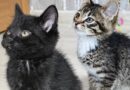 Вам нужен замечательный друг? Малышам около 6-7 недель. Им очень нужны любящие сердца и заботливые руки