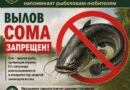 В рыболовных угодьях Брестской области устанавливается запрет на лов сома обыкновенного