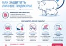 Африканская чума свиней: как защитить личное подворье. Ляховичская районная ветеринарная станция информирует Африканская чума свиней: как защитить личное подворье. Ляховичская районная ветеринарная станция информирует