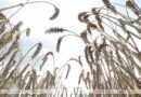 Аграрии Брестской области намолотили первые 100 тыс. тонн зерна нового урожая