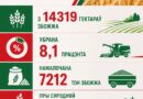 У Ляхавіцкім раёне убрана 8,1 працэнта збожжа