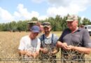 Аграрии Ляховичского района приступили к уборке озимого рапса Аграрии Ляховичского района приступили к уборке озимого рапса