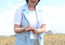 Хлебны сезон са знакам плюс. Раслінаводчы сезон – 2026 у Ляхавіцкім раёне працягваецца, работы ў палях не прыпыняюцца ні на хвіліну, працягваюцца ў рэжыме нон-стоп