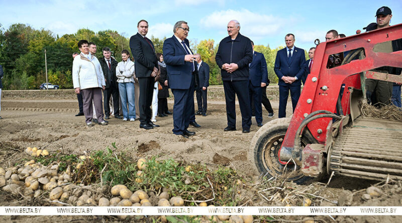 Лукашенко предлагает в перспективе увеличивать в Беларуси площади под картофель Лукашенко предлагает в перспективе увеличивать в Беларуси площади под картофель