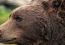 Как не встретиться с медведем и что делать, если он рядом: советы Минлесхоза