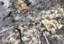 Школьник нашел на берегу реки в Березе сапог с револьвером и патронами