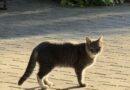 В Ляховичах пропала кошка. Хозяева ищут свою любимицу!